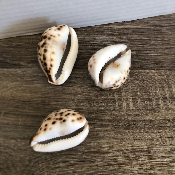 Vtg Hand Carved Cowrie Seashells with Intricate Designs - Picture 6 of 12